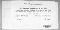 Marasmius caryotae image